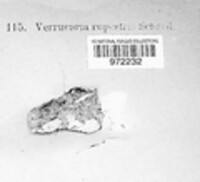 Verrucaria rupestris image